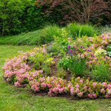 Rhododendron Bloombux magenta - Rhododendron nain - H 30-40 cm, pot Ø17 cm - photo 3