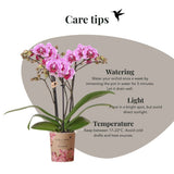 Orchidée Phalaenopsis rose et violette Diamond El Salvador
