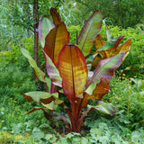 Green boutiQ - Fruitplant - Bananen plant - Ensete ventricosum Maurelli - Winterhard - 4 planten - Pot 12cm Hoogte 30cm