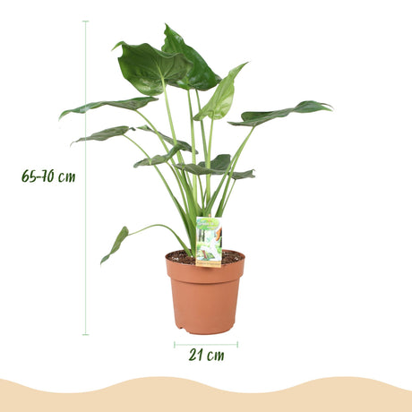 Alocasia Cucullata – Main de Bouddha | Pot 17 cm