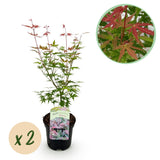 Green boutiQ - Terrasplant - Japanse Esdoorn - Acer palmatum Phoenix - Roze - 2 Planten - Bladverliezend - Pot 19cm Hoogte 70cm