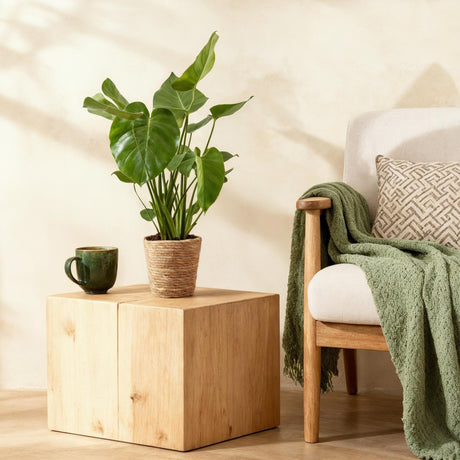 Monstera Deliciosa – Plante trouée | Pot 17 cm, Hauteur 50-55 cm