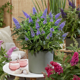 Green boutiQ - Pianta da giardino - Buddleja davidii Butterfly Candy Little Lila - Arbusto delle farfalle - Compatta - Lilla - 1 Pianta - Vaso 12cm - Altezza 20-25cm