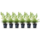 Buis BetterBuxus Babylon Beauty pour haie - 6 plants pour 1 m