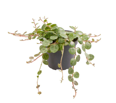 Mini Peperomia prostrata - Collier de tortues - H 6 cm, pot Ø6 cm
