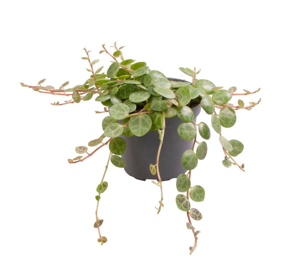 Mini Peperomia prostrata - Collier de tortues - H 6 cm, pot Ø6 cm