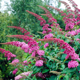 La Green Touch - Pianta da Giardino - Buddleja davidii Pink Delight - Arbusto delle Farfalle - Resistente al Freddo - Rosa - 3 Piante - Vaso 17cm - Altezza 45cm