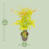 Érable du Japon Orange Dream - Acer palmatum