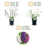Green boutiQ - Pianta da Giardino - Buddleja davidii Tricolour - Arbusto delle Farfalle - Resistente al Freddo - Blu - Rosa - Bianco - 3 Piante - Vaso 17cm - Altezza 45cm