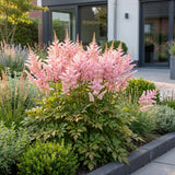 Astilbe Europa - H 15-25 cm, pot Ø11 cm - photo 6