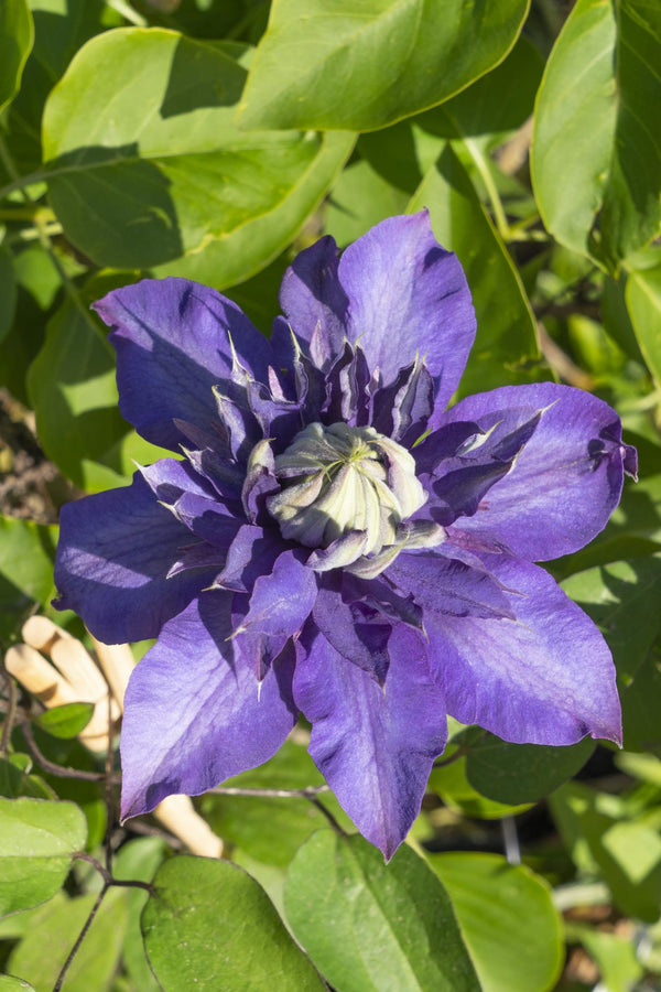 Clématite Multi Blue - Clématite à grandes fleurs - 4 plants