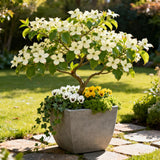 Cornouiller de Chine - H 35 cm, pot Ø12 cm - photo 5