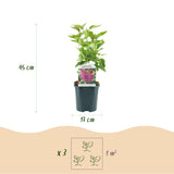 La Green Touch - Pianta da Giardino - Syringa vulgaris Ludwig Spath - Lillà Comune - Resistente al Freddo - Viola - 1 Pianta - Vaso 17cm - Altezza 45cm