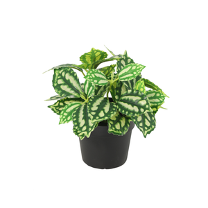 Ice Water plante artificielle