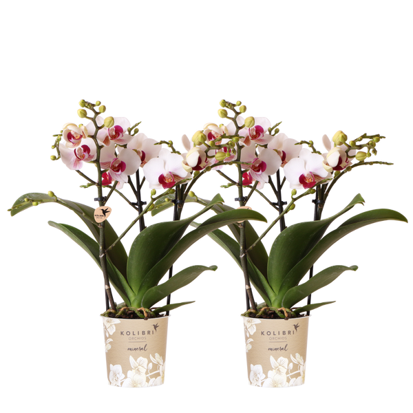 Orchidées Phalaenopsis blanches Mineral Gibraltar - lot de 2 ou 4 - pot Ø9 cm
