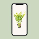 Érable du Japon Going Green - Acer palmatum - H 30 cm, pot Ø15 cm