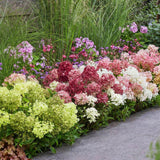 Green boutiQ - Pianta da giardino - Ortensia panniculata Groundbreaker Blush - Greeny - Ruby - Ortensia a pennacchio - Compatta - Rosa-Verde-Rosso - 3 Piante - Vaso 14cm - Altezza 20-25cm