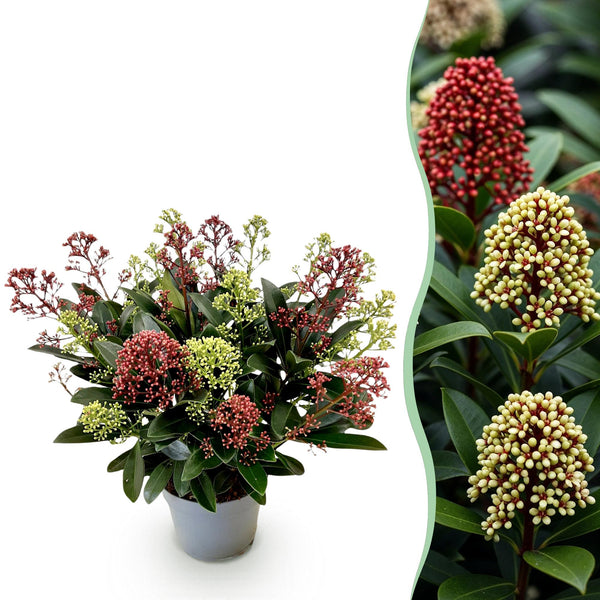 Skimmia japonica Festival