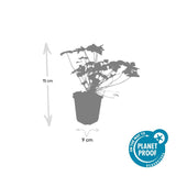 Géranium à grosses racines Czakor en godet - Geranium macrorrhizum - H 10-25 cm, pot Ø9 cm - photo 2