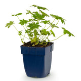 Géranium vivace Ingwersen's Variety - H 15-25 cm, pot Ø11 cm