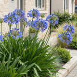 Agapanthe bleue - H 15-25 cm, pot Ø11 cm - photo 6