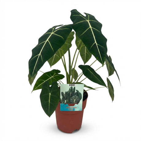 Alocasia Frydek – Oreille d'éléphant veloutée | Pot 19 cm