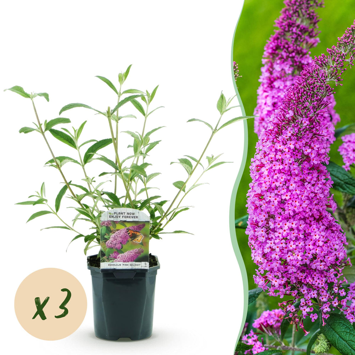 La Green Touch - Pianta da Giardino - Buddleja davidii Pink Delight - Arbusto delle Farfalle - Resistente al Freddo - Rosa - 3 Piante - Vaso 17cm - Altezza 45cm