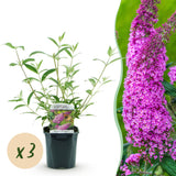 La Green Touch - Pianta da Giardino - Buddleja davidii Pink Delight - Arbusto delle Farfalle - Resistente al Freddo - Rosa - 3 Piante - Vaso 17cm - Altezza 45cm