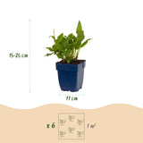 Persicaire Rosea - H 15-25 cm, pot Ø11 cm - photo 3