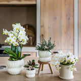 Orchidée Phalaenopsis blanche Blossom Lausanne avec cache-pot Horizon blanc