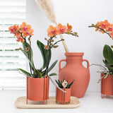 Orchidée Bolzano orange - Phalaenopsis - H 35 cm, pot Ø9 cm