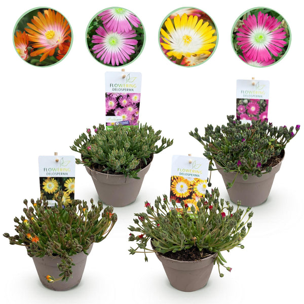 Delosperma Jewel of Desert en mélange - 4 plants