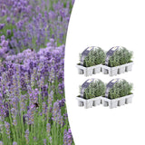 Lavande vraie en godet - Lavandula angustifolia - H 15 cm, pot Ø7 cm - photo 6