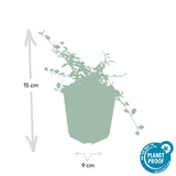 Cotonéaster Queen of Carpets en godet - Cotoneaster procumbens - H 10-25 cm, pot Ø9 cm - photo 2