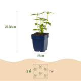 Pack massif parfumé en mélange - H 15-25 cm, pot Ø11 cm