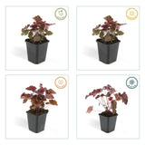 Heuchère Palace Purple en godet - Heuchera micrantha - H 10-25 cm, pot Ø9 cm - photo 5