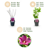 La Green Touch - Pianta da Giardino - Hibiscus syriacus Woodbridge - Ibisco da Giardino - Resistente al Freddo - Rosa - 3 Piante - Vaso 17cm - Altezza 45cm