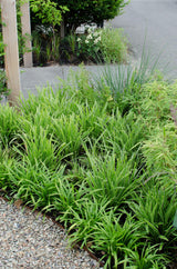 Laîche Ice Dance - Carex morrowii - 3 plants - H 30 cm, pot Ø14 cm