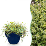 Thym citron Sambesi - H 15-25 cm, pot Ø11 cm