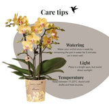 Orchidée Phalaenopsis jaune Blossom Lima avec cache-pot Melody crème - H 40 cm, pot Ø9 cm