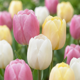 Tulipe en mélange Sorbet - 48 bulbes