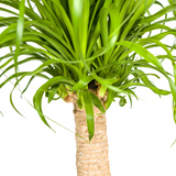 Beaucarnea Recurvata - Tronc avec cache-pot