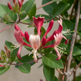 Chèvrefeuille du Japon Red World - Lonicera japonica - H 35 cm, pot Ø9 cm - photo 3