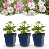 Anémones du Japon en mélange - H 15-25 cm, pot Ø11 cm