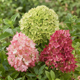 Green boutiQ - Pianta da giardino - Ortensia panniculata Groundbreaker Blush - Greeny - Ruby - Ortensia a pennacchio - Compatta - Rosa-Verde-Rosso - 3 Piante - Vaso 14cm - Altezza 20-25cm