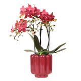 Orchidée Phalaenopsis rouge Blossom Congo avec cache-pot Retro rouge - H 40 cm, pot Ø9 cm