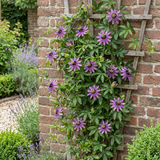 Passiflore Victoria - Passiflora - H 35 cm, pot Ø9 cm - photo 4