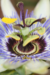 Passiflore bleue - Passiflora caerulea - H 65 cm, pot Ø15 cm