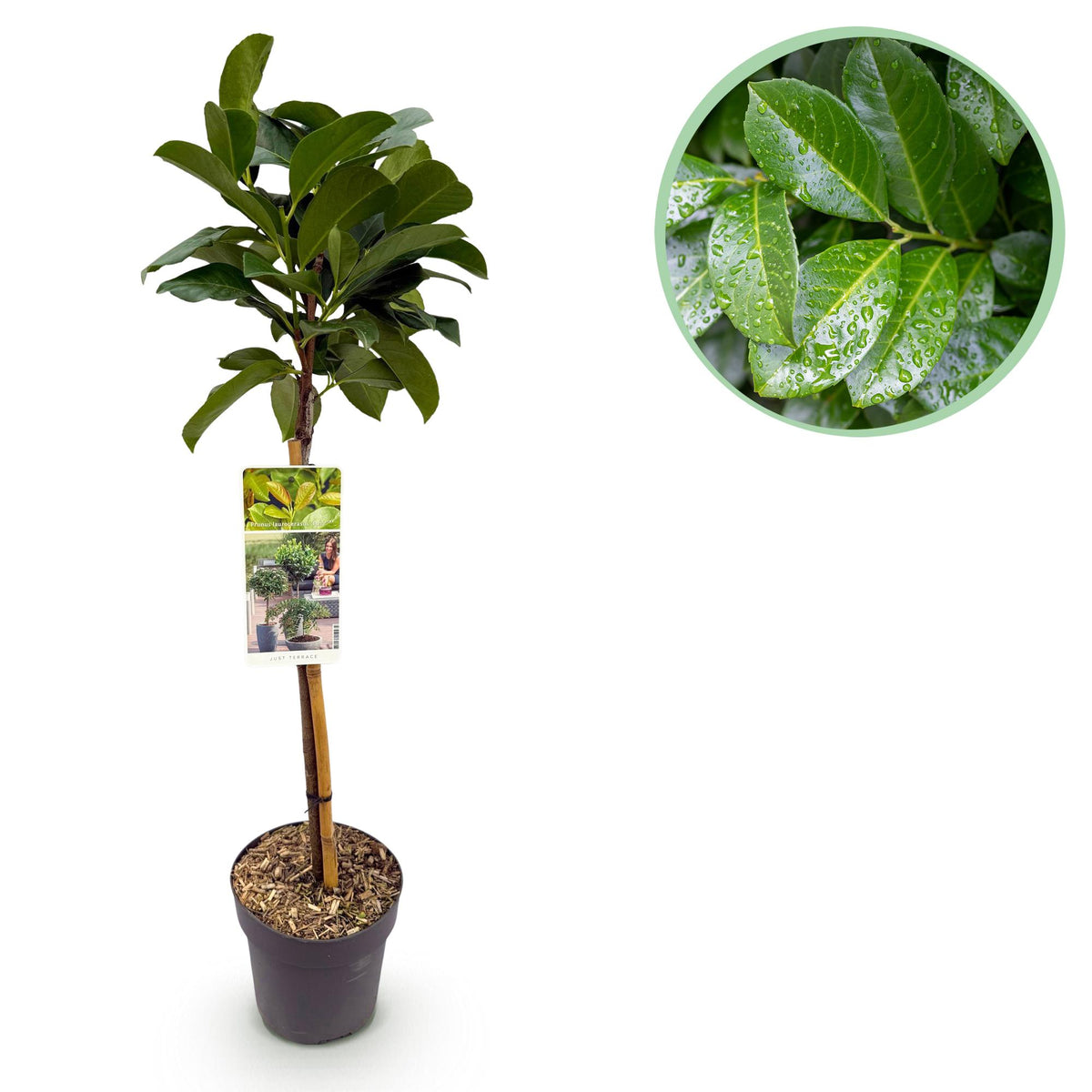 Green boutiQ - Tuinplant - Prunus lauroverasus Etna® - Plant op stam - Terras Plant - Bladhoudend - Weinig Onderhoud - Pot 19cm Hoogte 90cm