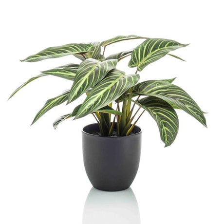 Calathea artificiel et pot h40cm